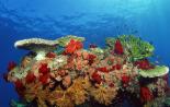 Кораллы и коралловые рифы Жизнь на коралловых рифах