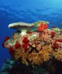 Кораллы и коралловые рифы Жизнь на коралловых рифах